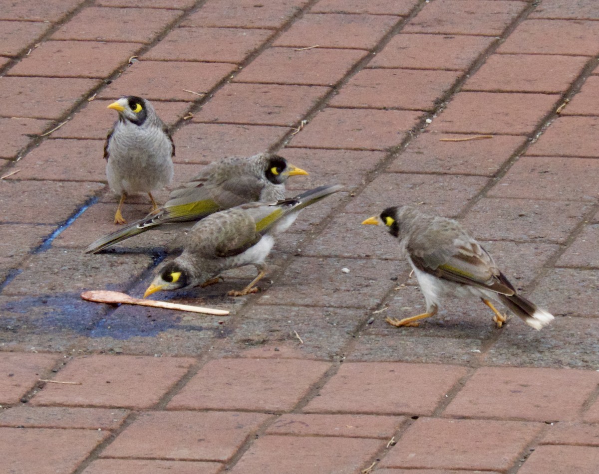Noisy Miner - ML646031971