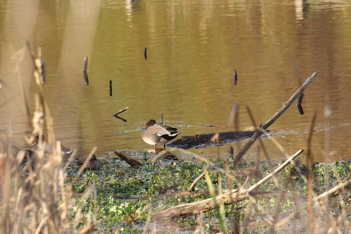 Eurasian Wigeon - ML646031974