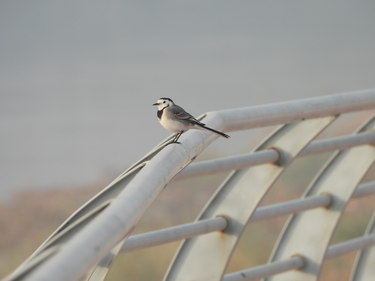 White Wagtail (White-faced) - ML646031981
