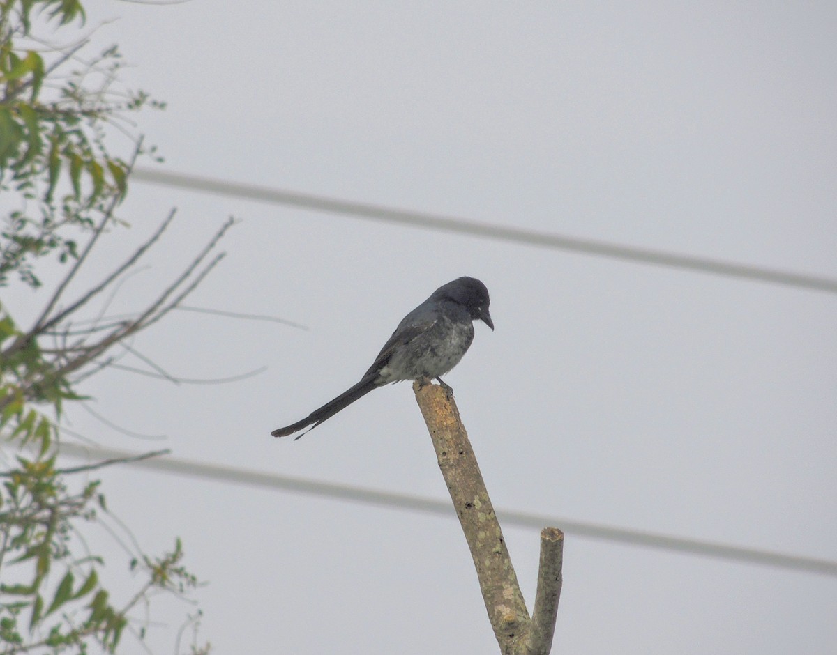 Black Drongo - ML646031982