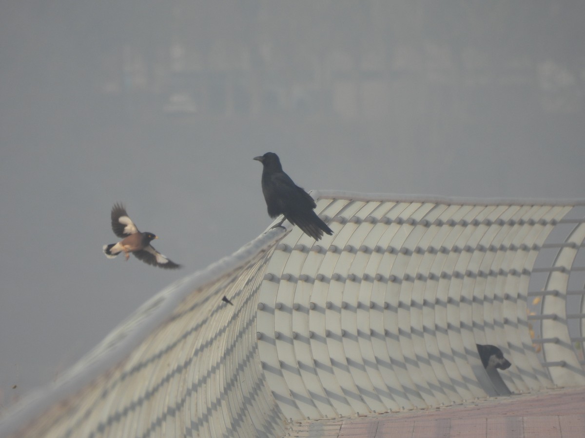 Carrion Crow - ML646031983