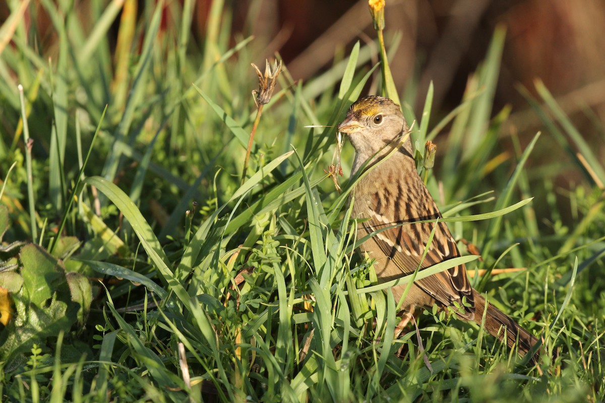 Golden-crowned Sparrow - ML646031984