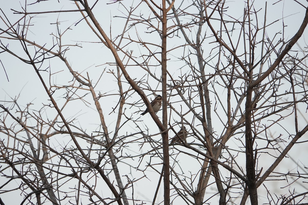 Rustic Bunting - ML646031988