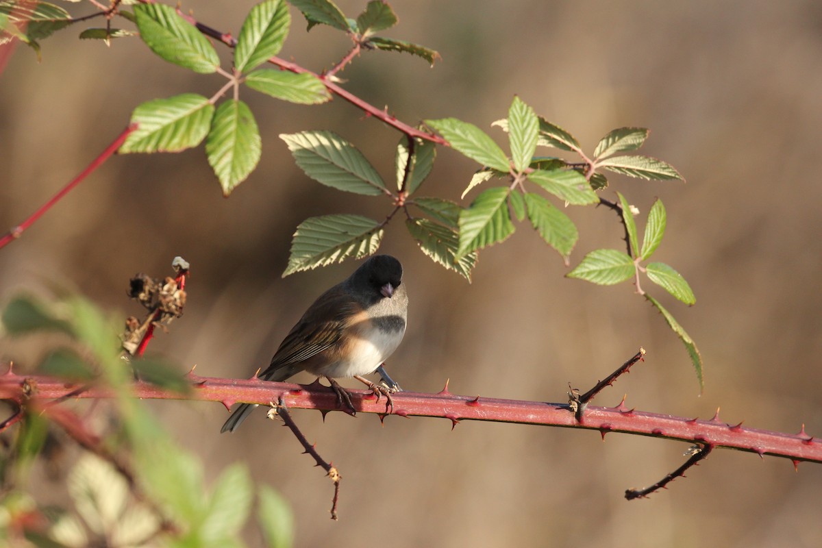 Dark-eyed Junco - ML646031993