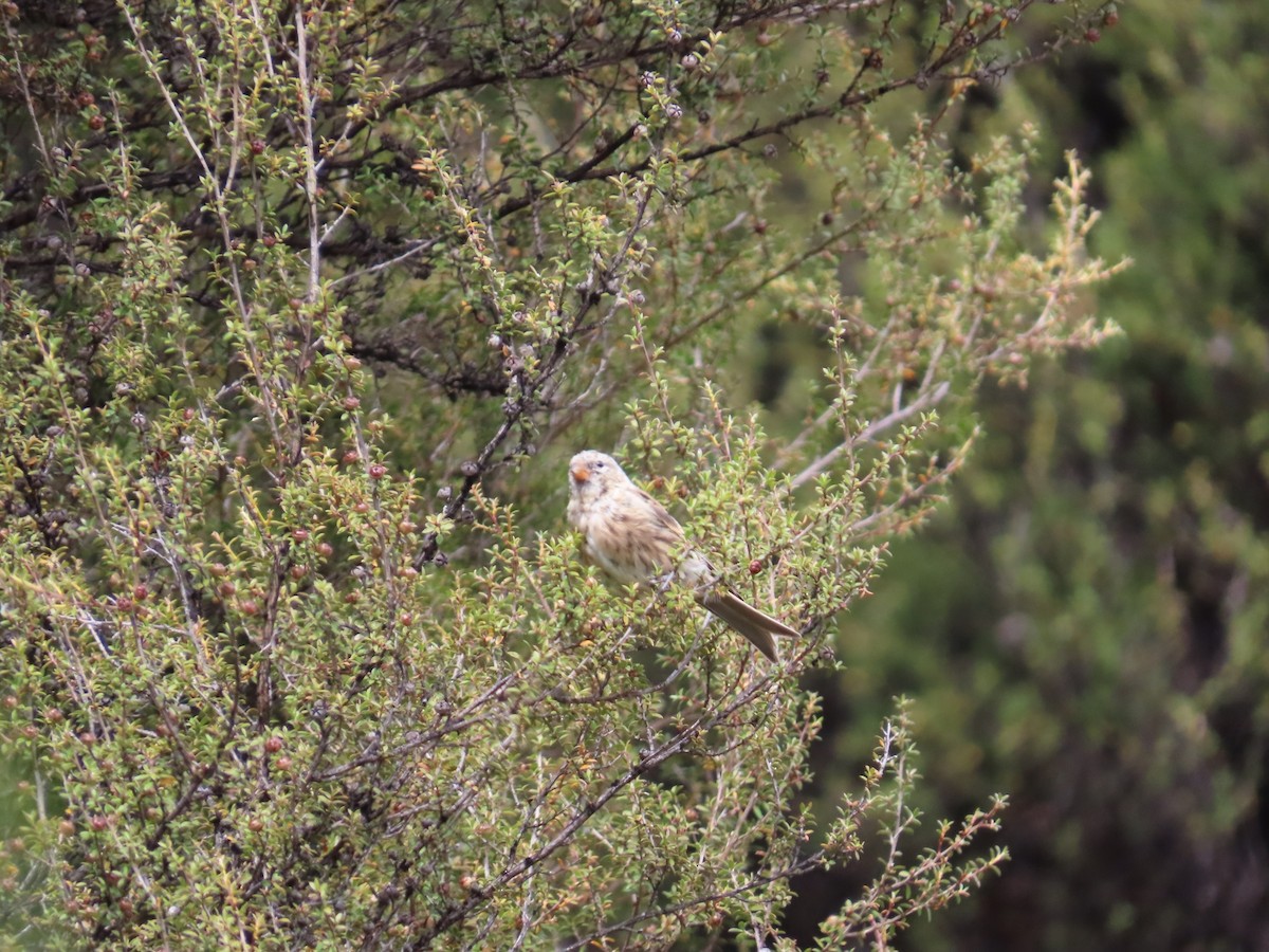 gråsisik - ML646031994