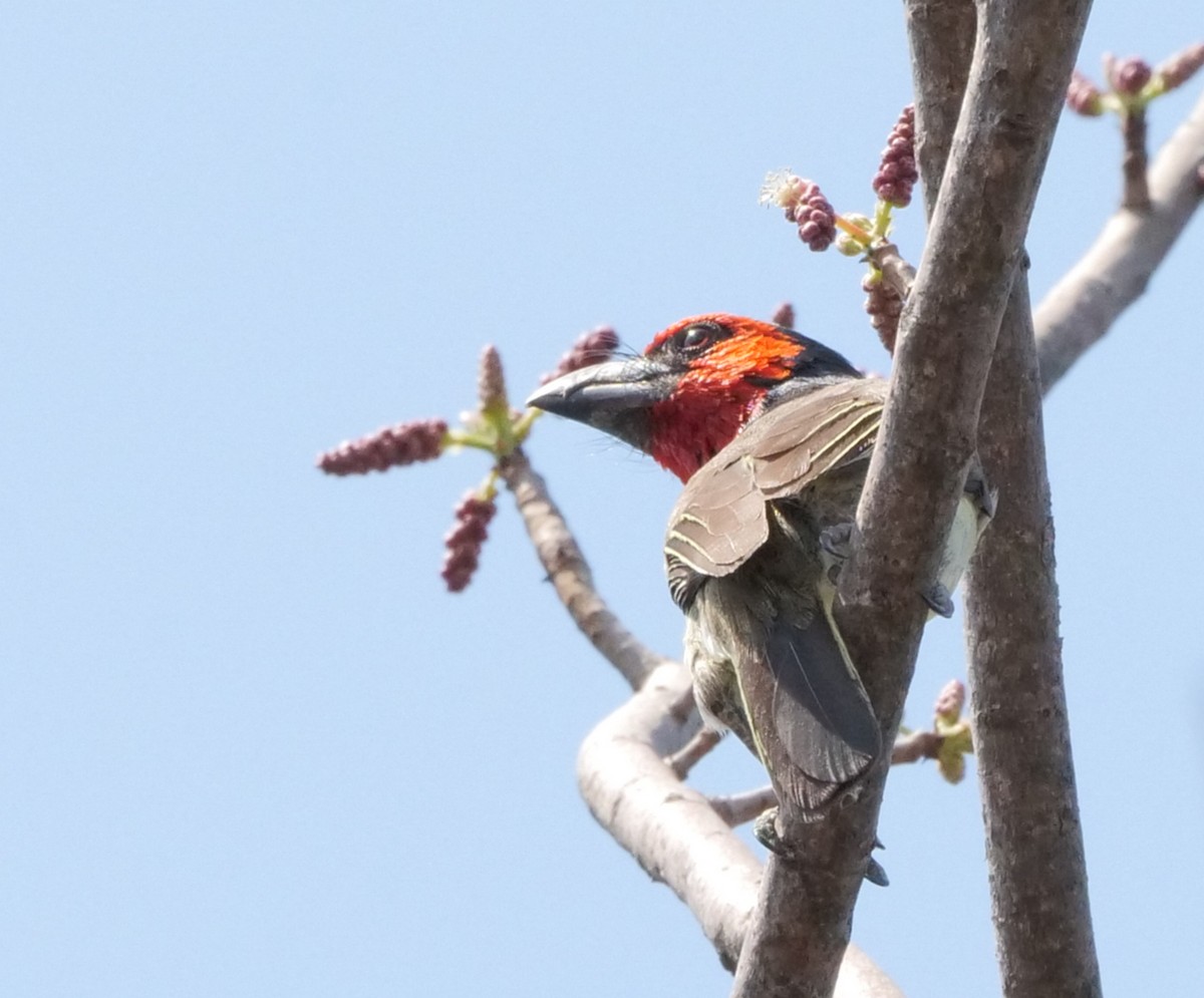 Black-collared Barbet - ML646032001
