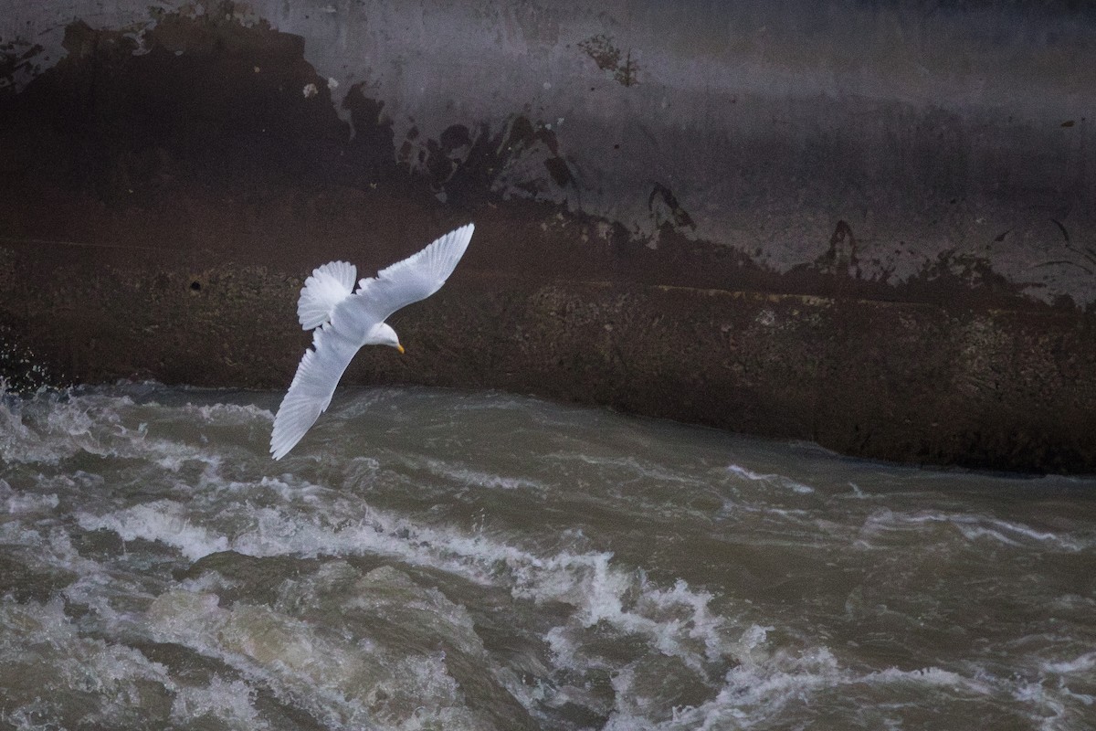 Glaucous Gull - ML646032003