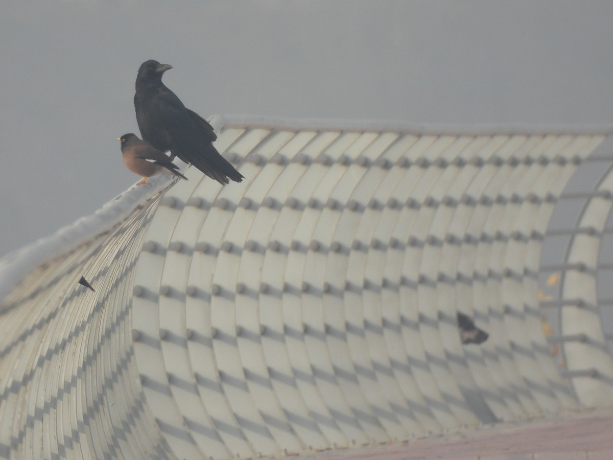 Common Myna - ML646032004