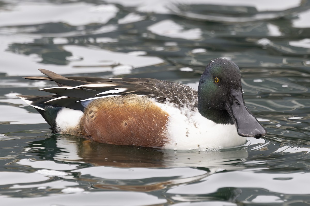 Northern Shoveler - ML646032005
