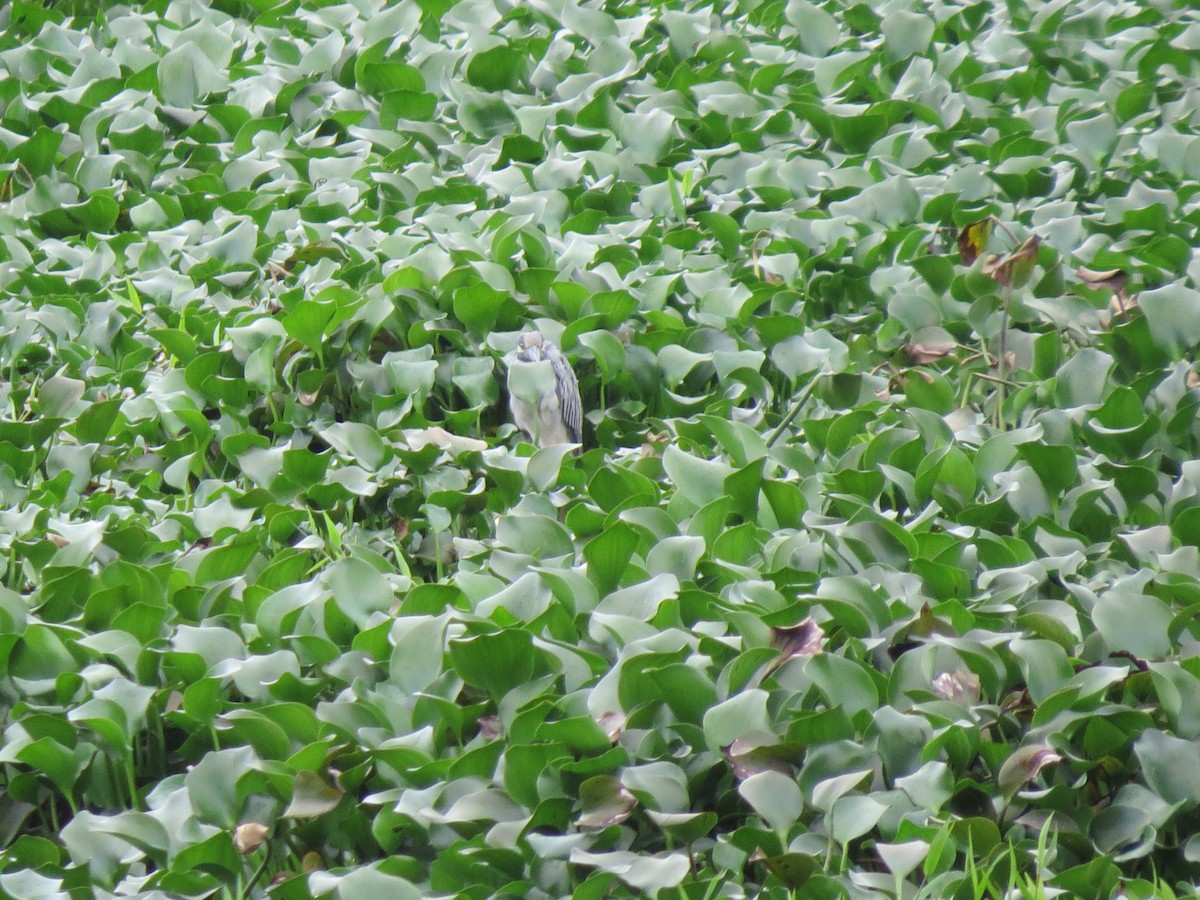 Квак чорногорлий - ML646032007