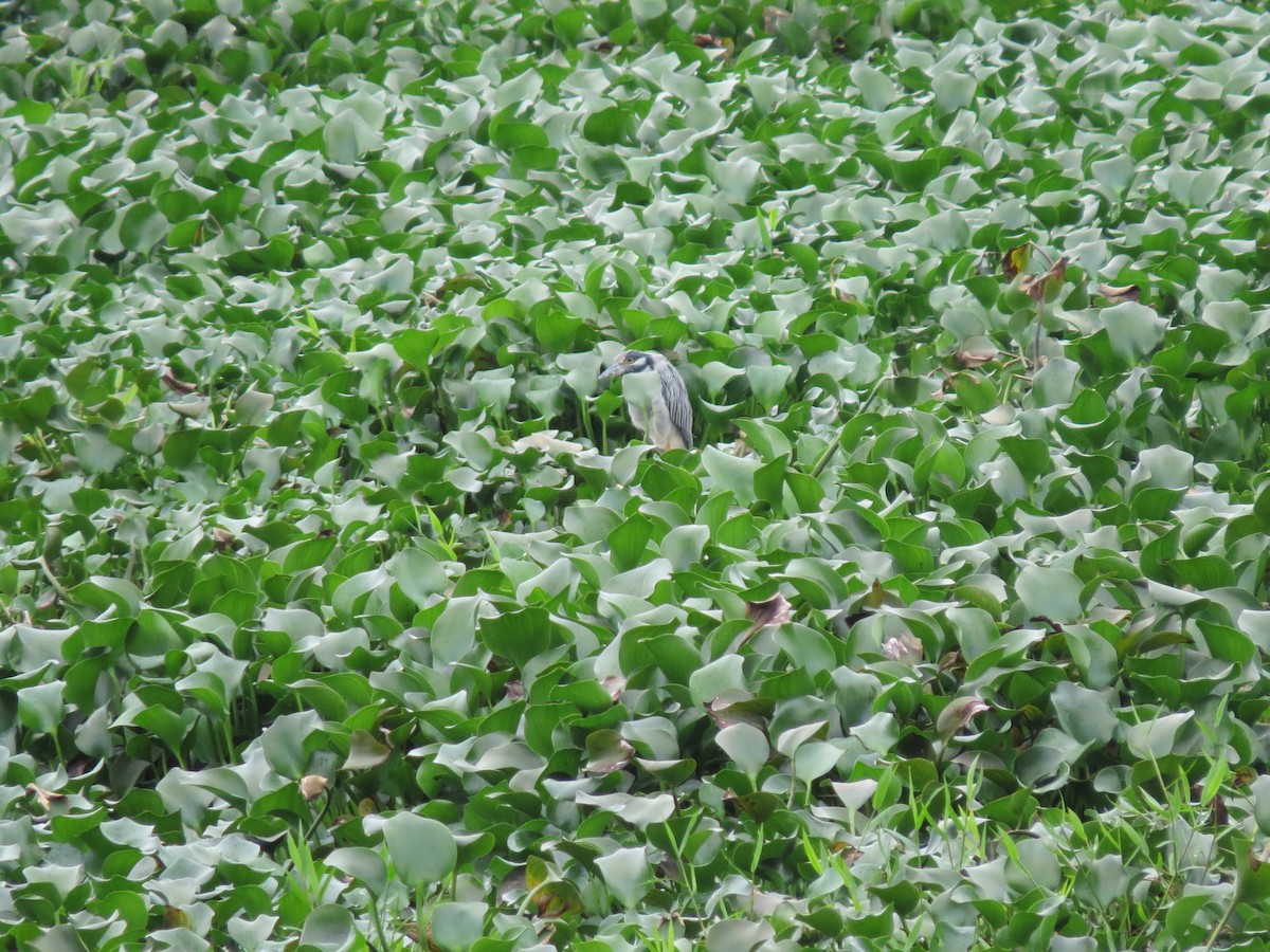 Квак чорногорлий - ML646032008