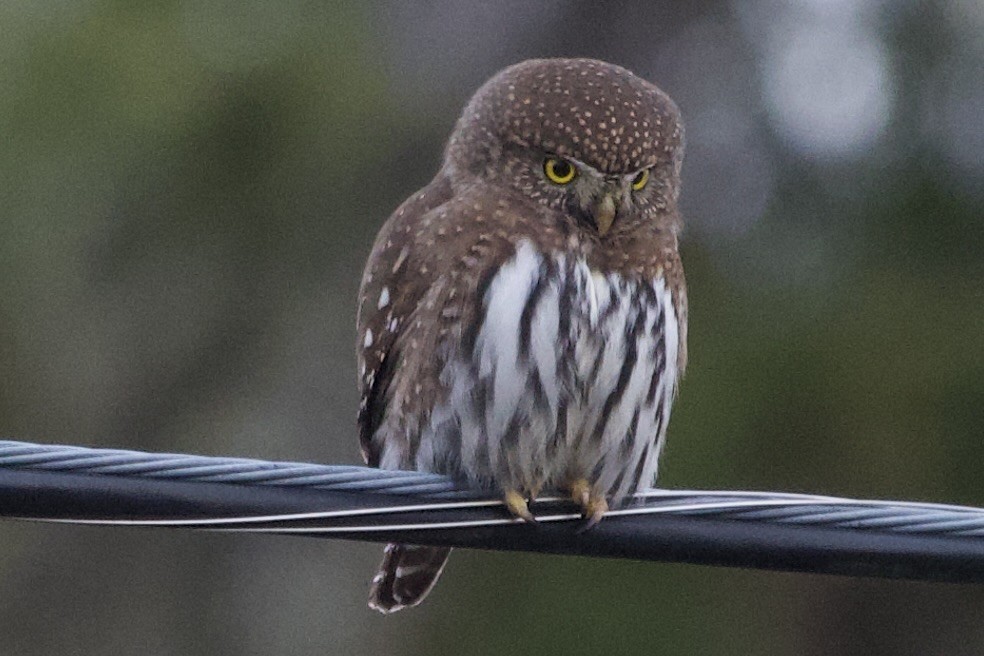 Northern Pygmy-Owl - ML646032010
