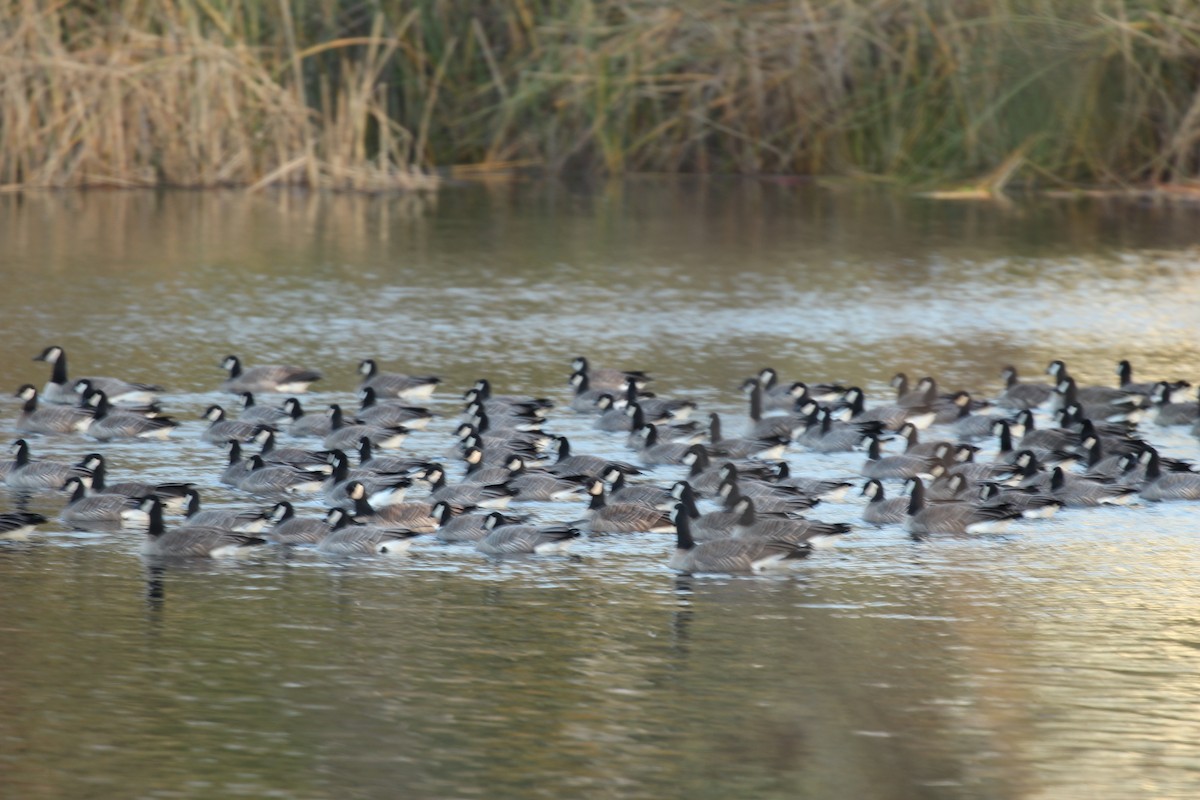 Cackling Goose - ML646032020