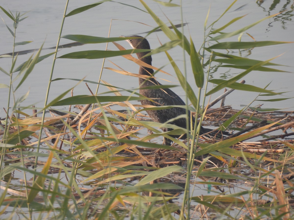 Баклан малий - ML646032021