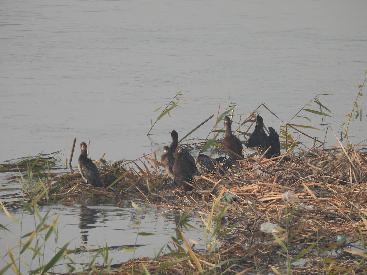 Баклан малий - ML646032035