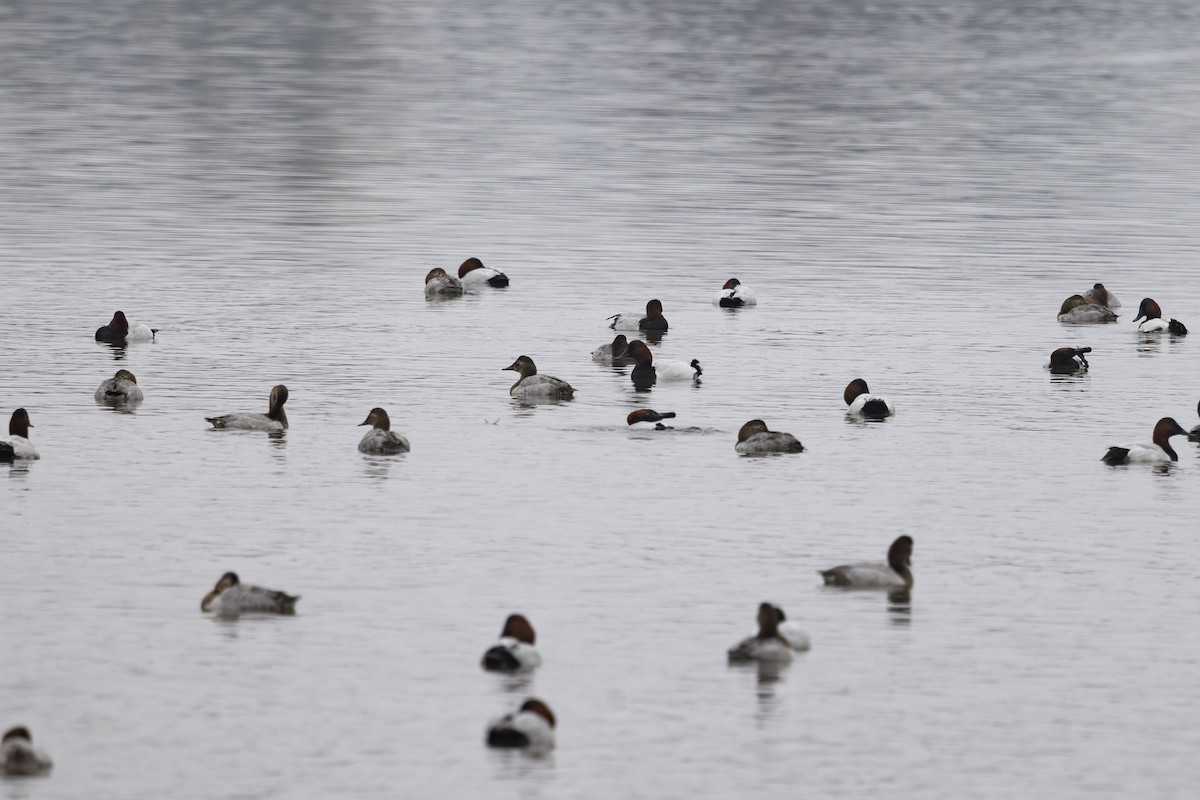 Büyük Elmabaş - ML646032040