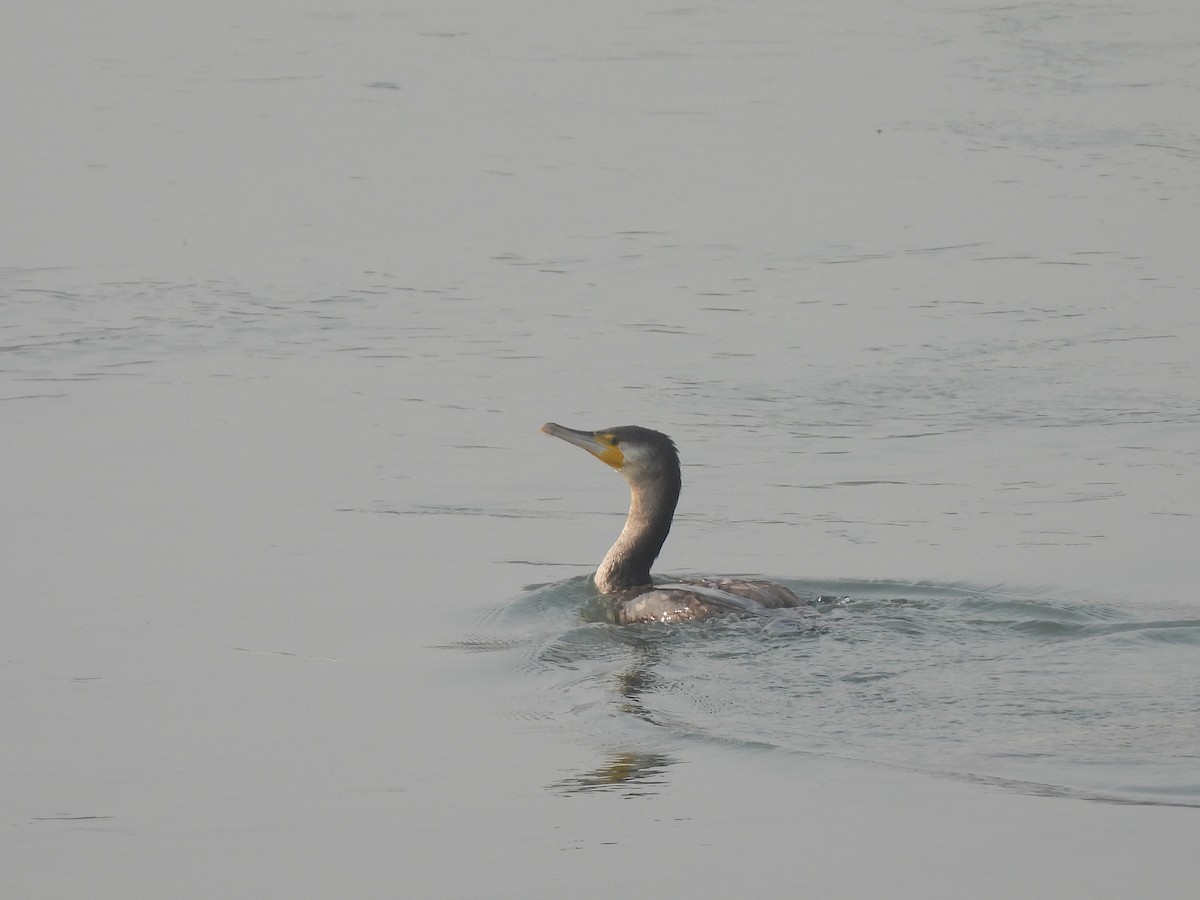 Great Cormorant - ML646032044