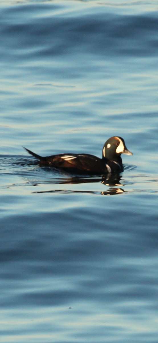 Ahate arlekina - ML646032045