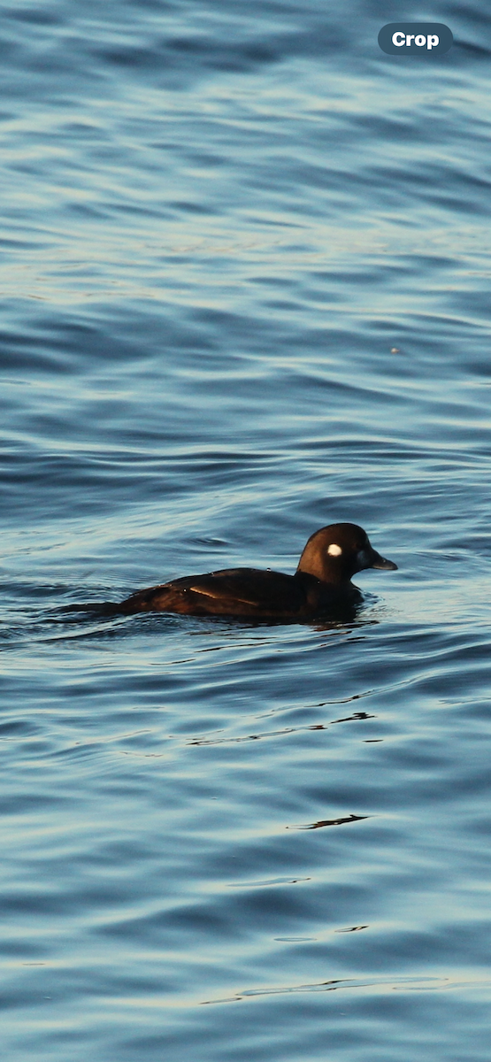 Ahate arlekina - ML646032046