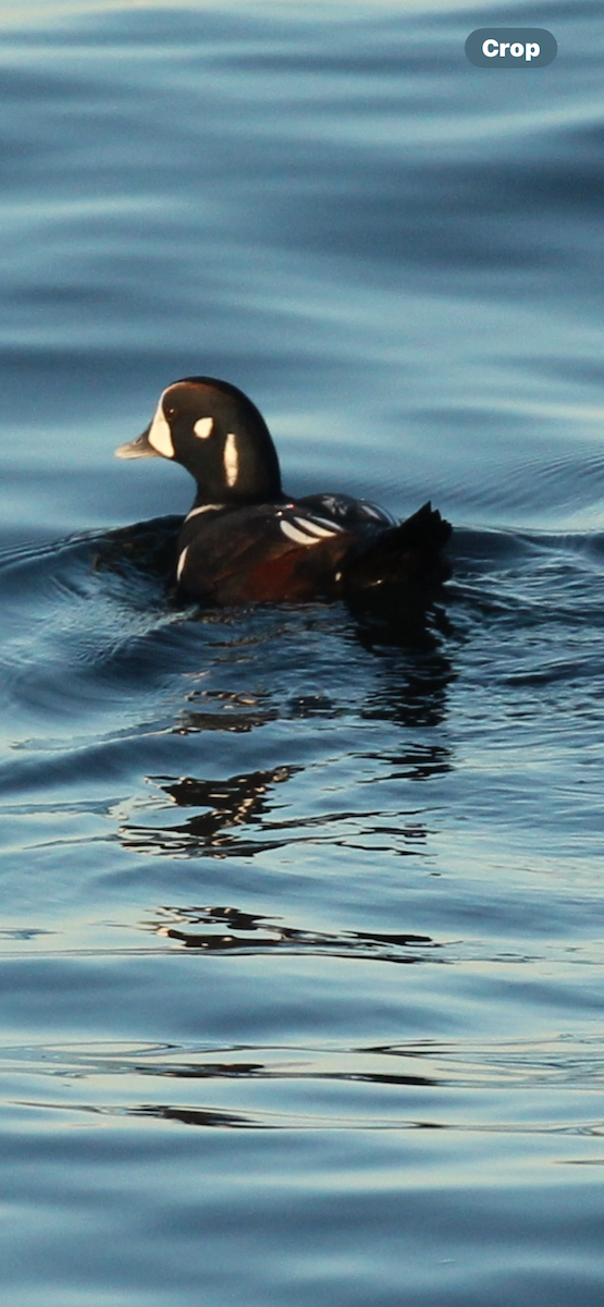 Ahate arlekina - ML646032047