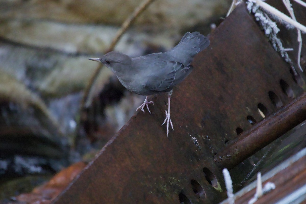 American Dipper - ML646032051