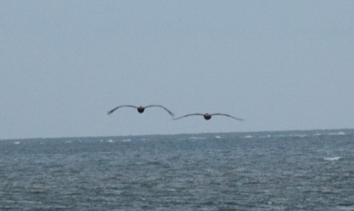 שקנאי חום - ML646032054