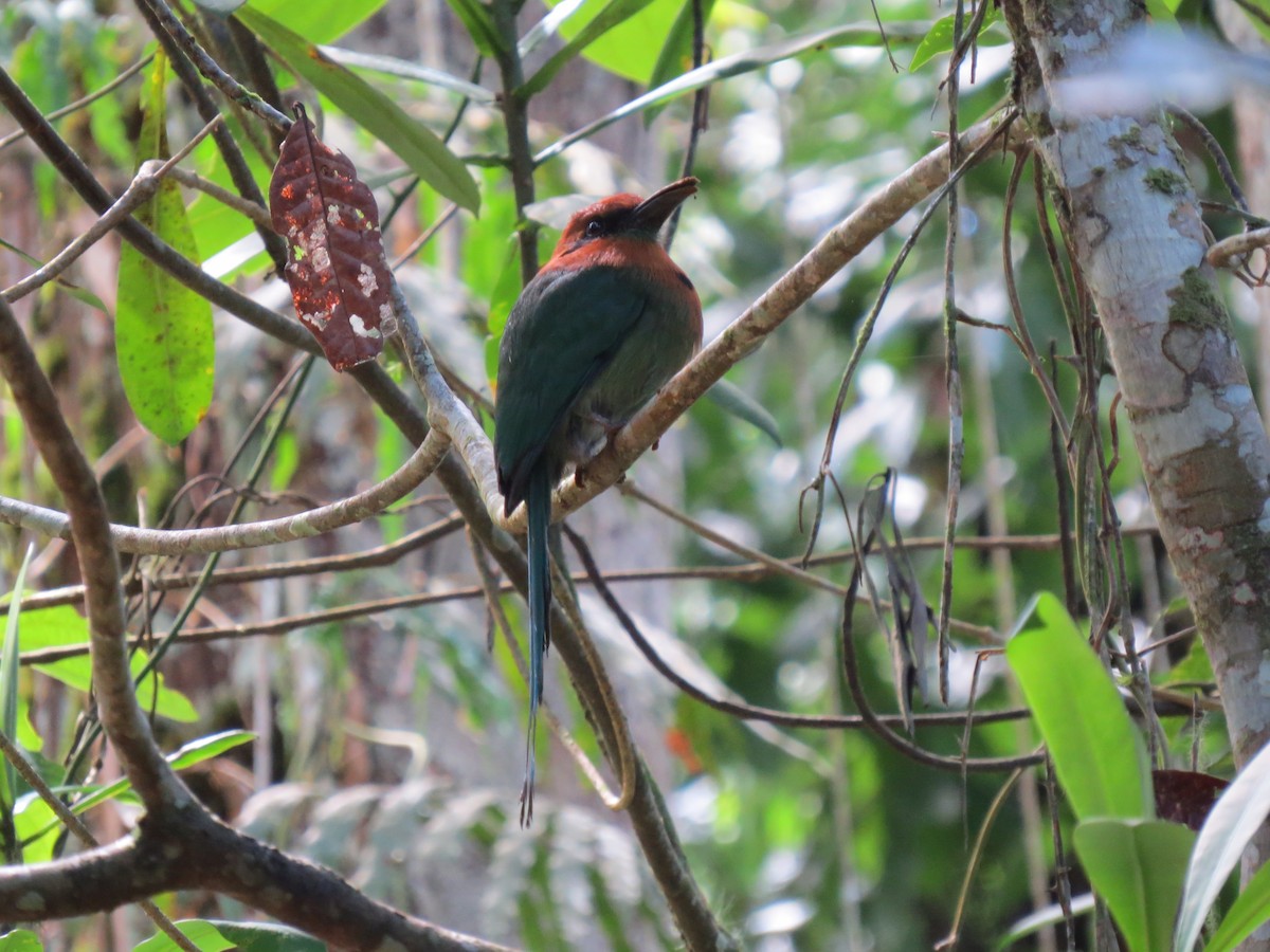 Broad-billed Motmot - ML646032058