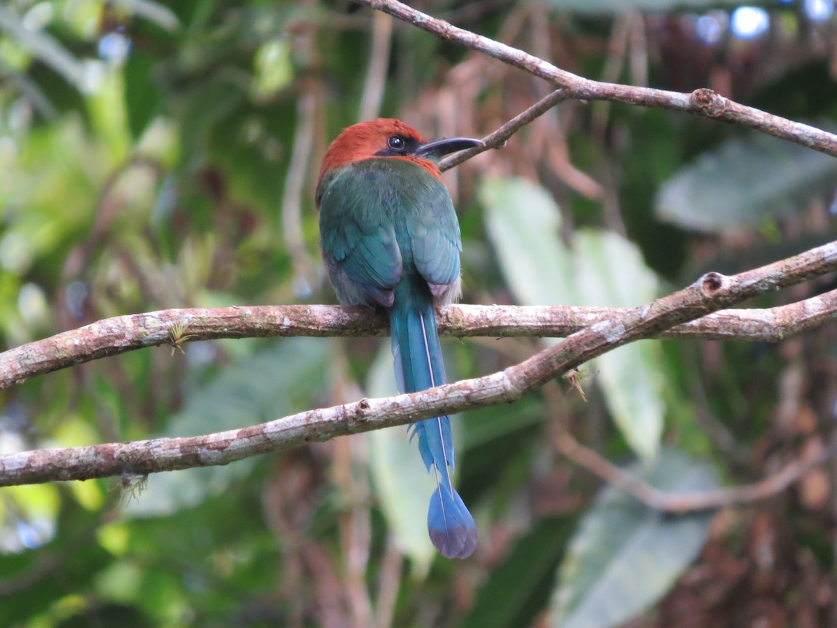 Broad-billed Motmot - ML646032059