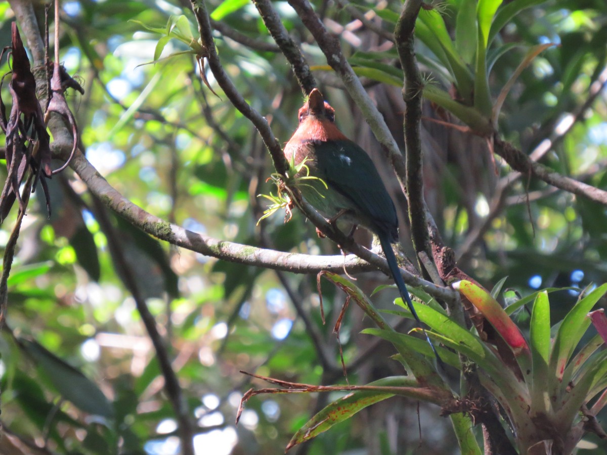 Broad-billed Motmot - ML646032060