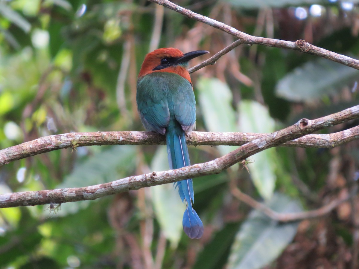 Broad-billed Motmot - ML646032061