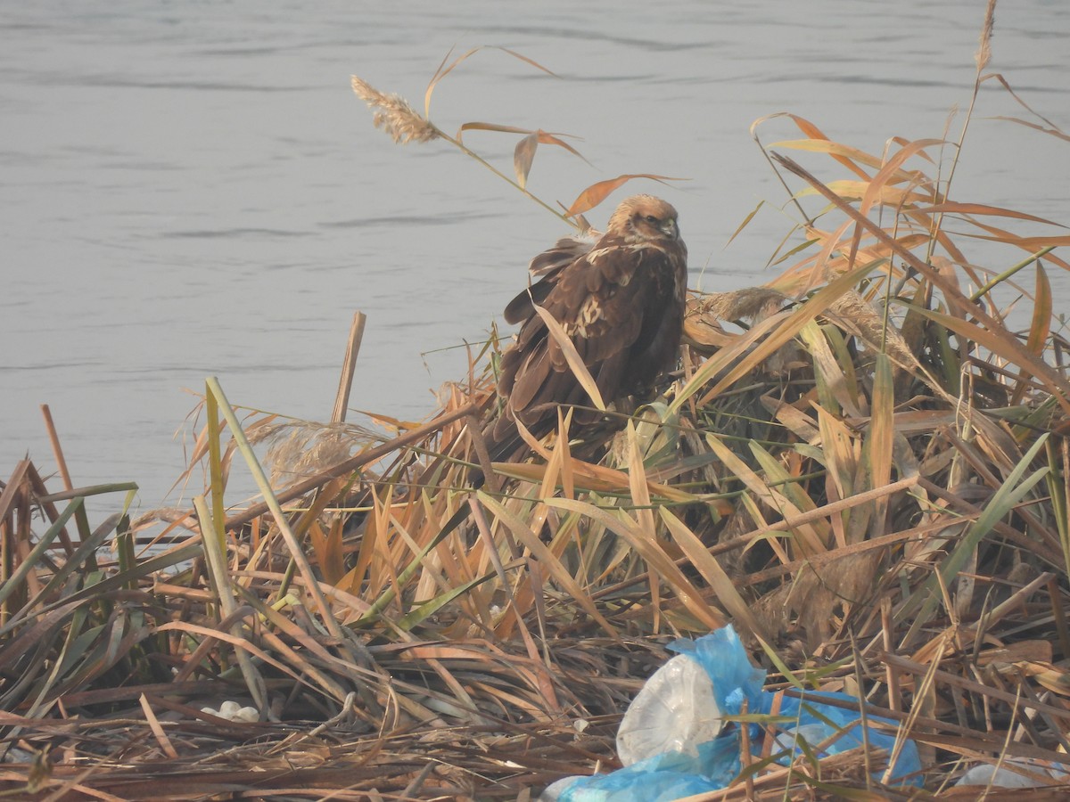Western Marsh Harrier - ML646032063