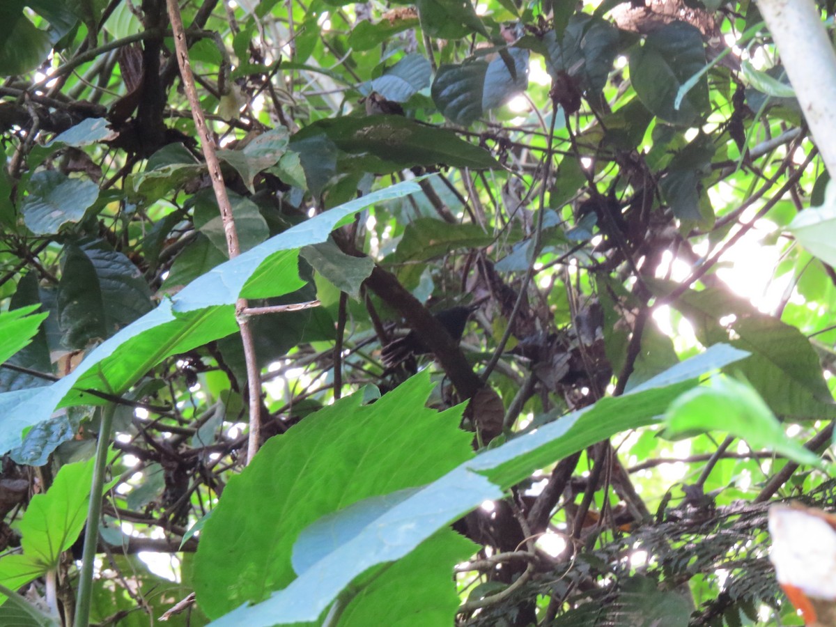 ウスグロアリドリ - ML646032066