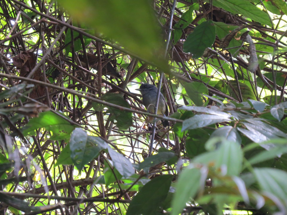 Plain Antvireo - ML646032077