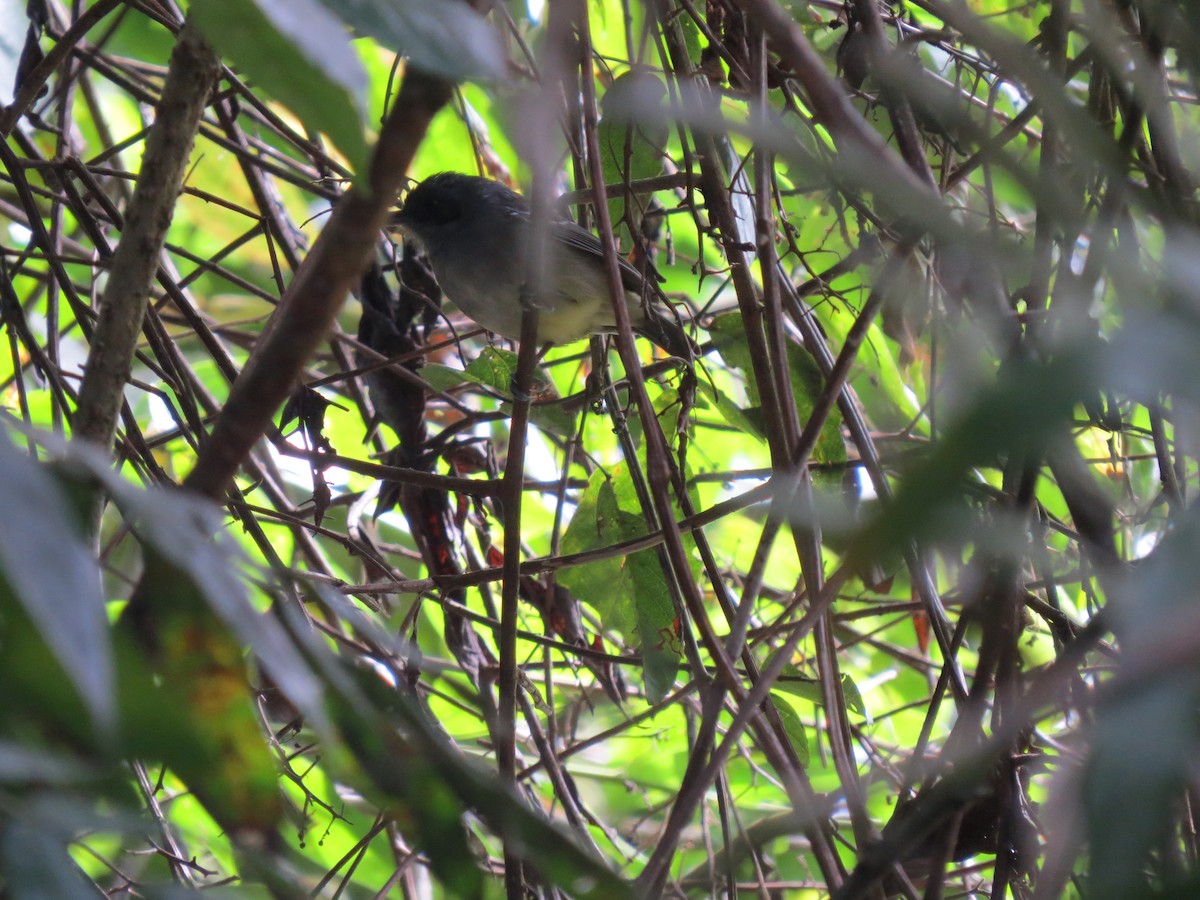 Plain Antvireo - ML646032078