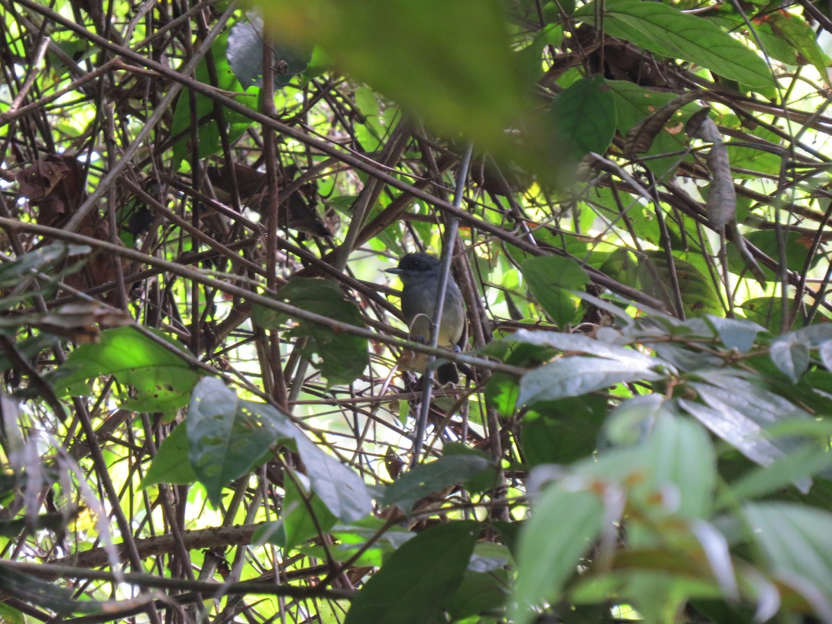 Plain Antvireo - ML646032079