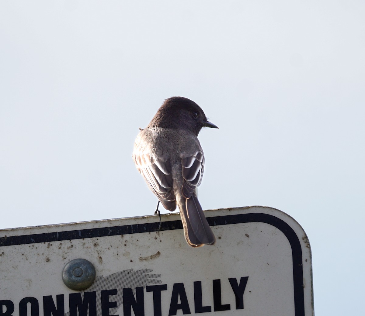 Black Phoebe - ML646032080