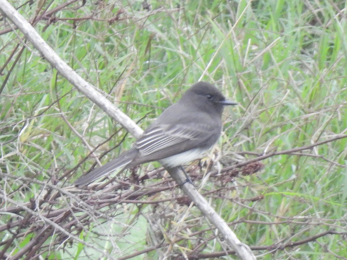 Black Phoebe - ML646032081