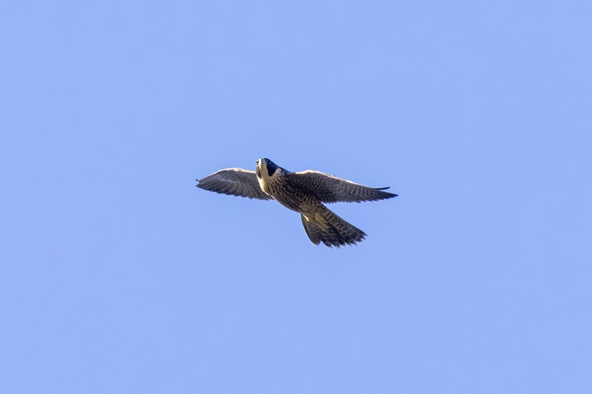 Peregrine Falcon - ML646032083