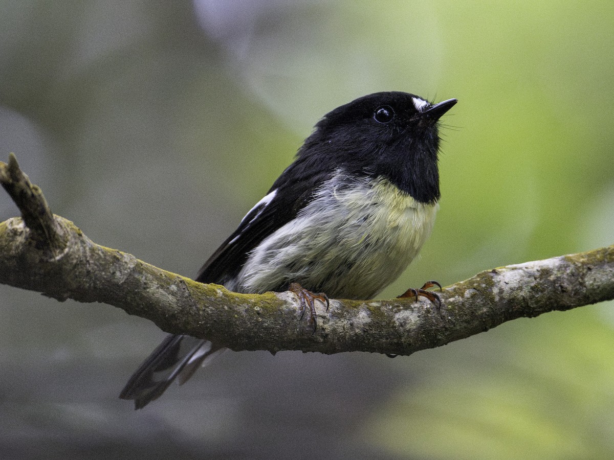 Petroica Carbonera (Carbonera) - ML646032093