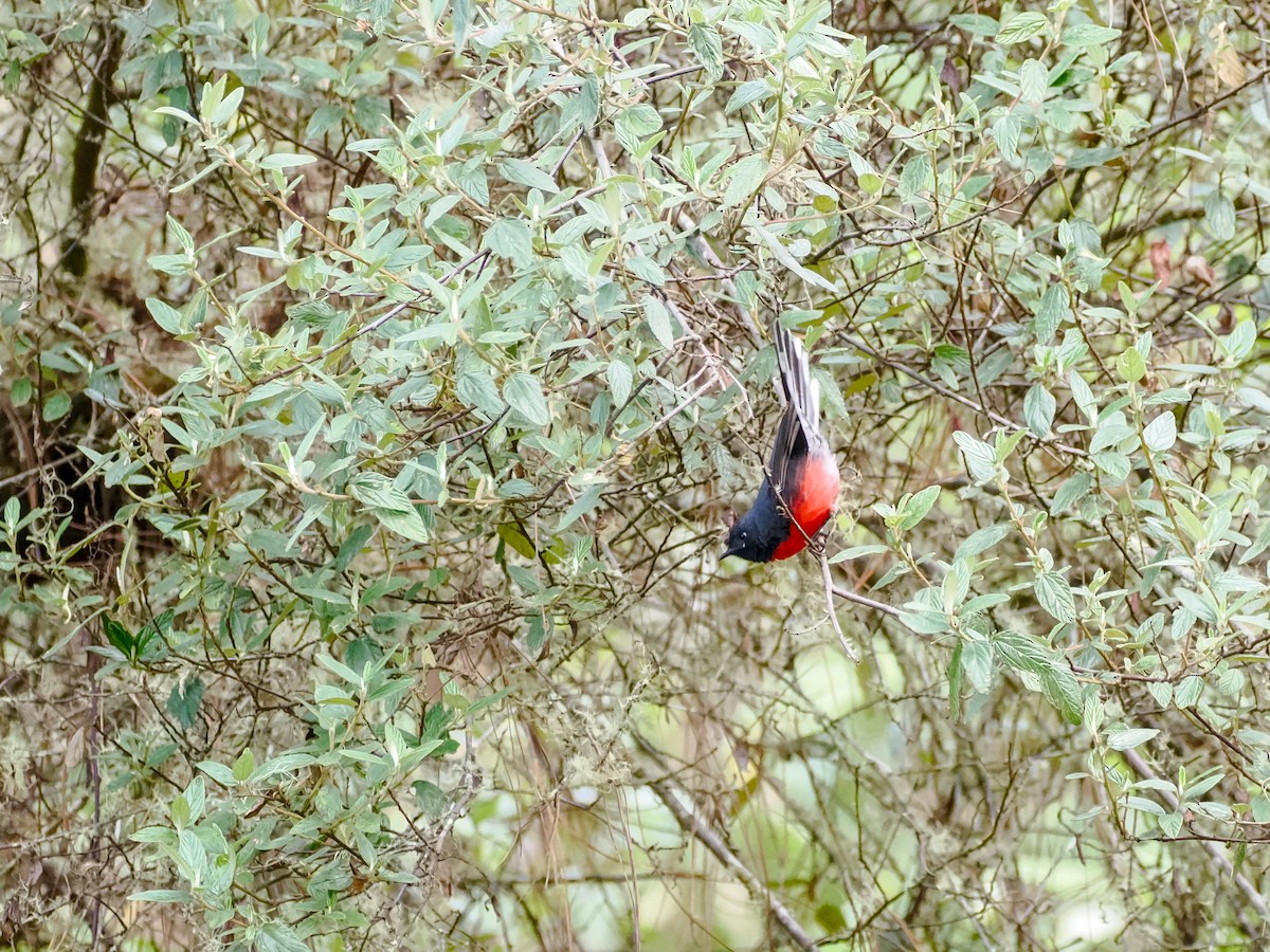 Candelita Plomiza - ML646032097