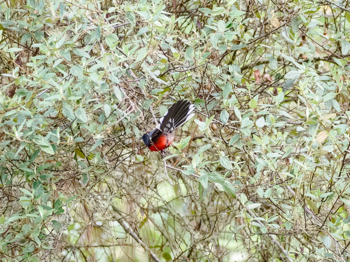 Candelita Plomiza - ML646032099