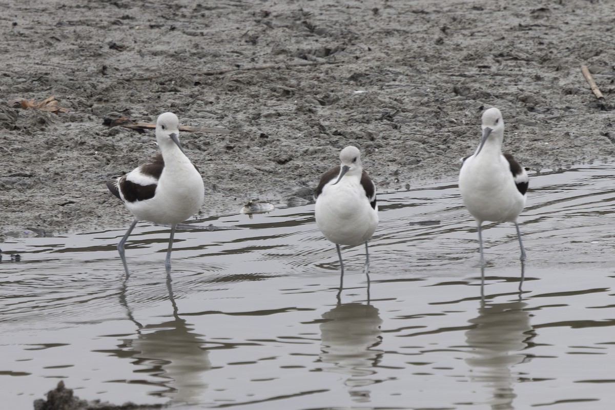 Avoceta Americana - ML646032100