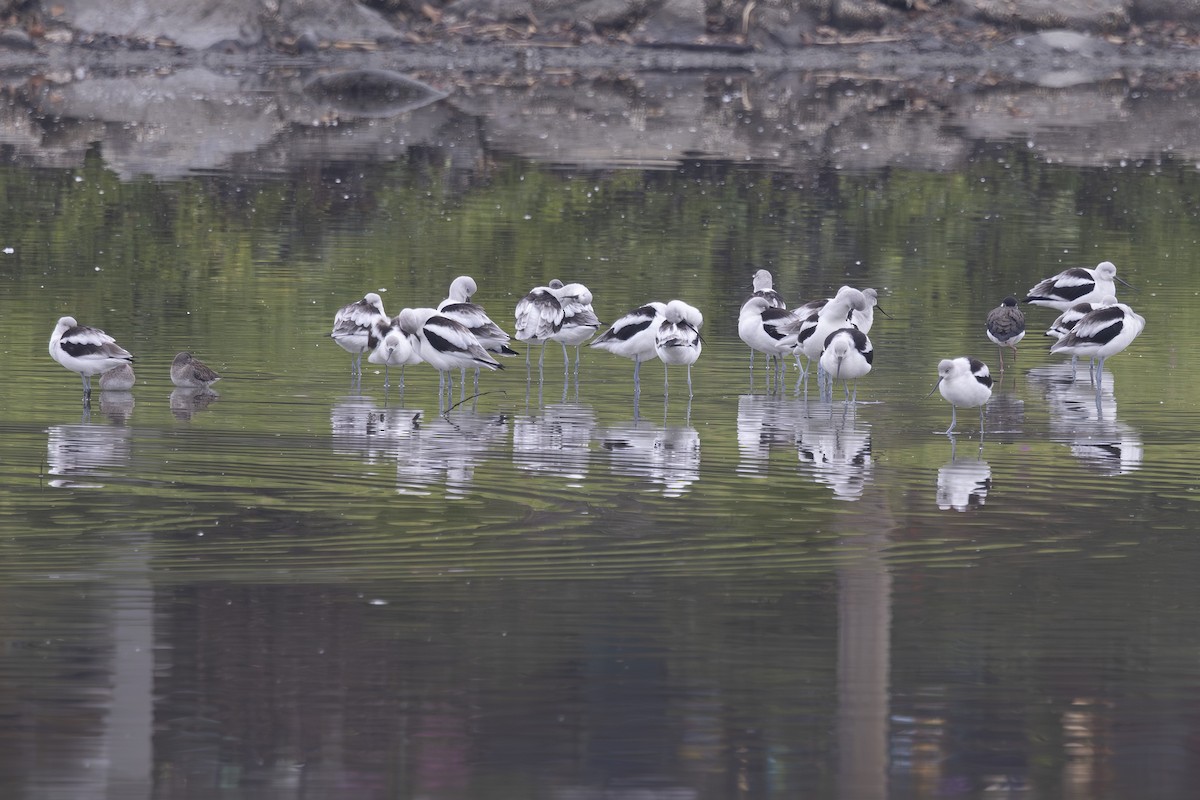 Avoceta Americana - ML646032101