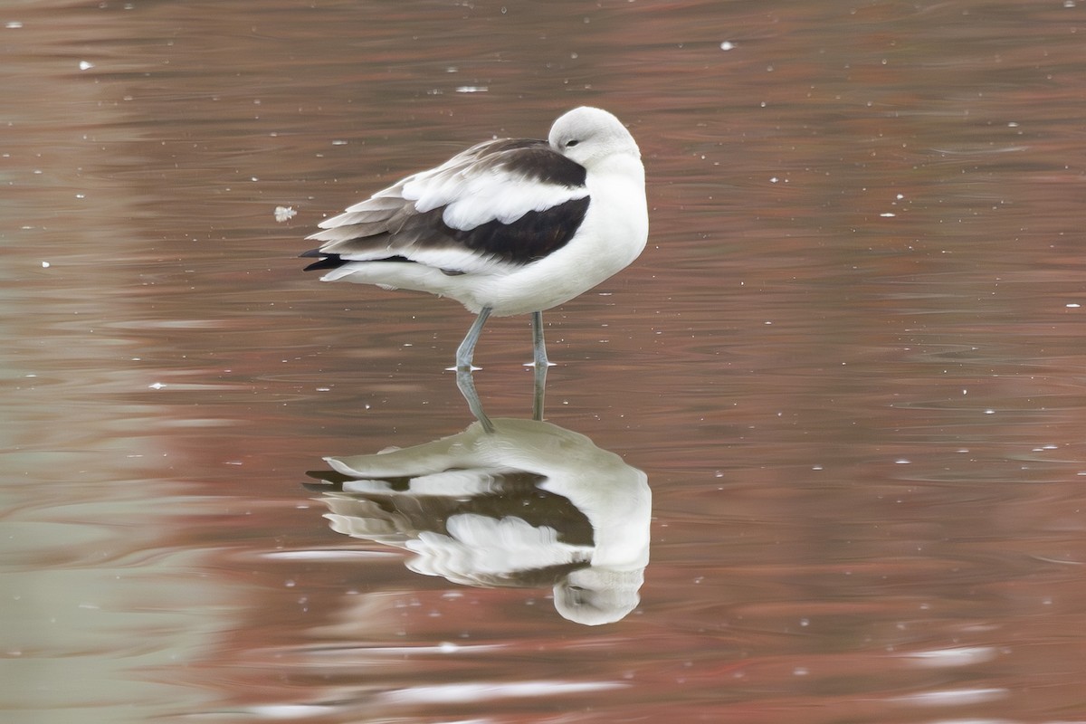 Avoceta Americana - ML646032102