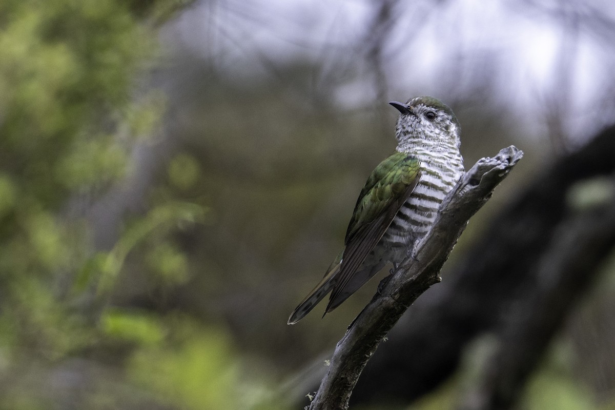 Cuclillo Broncíneo - ML646032103