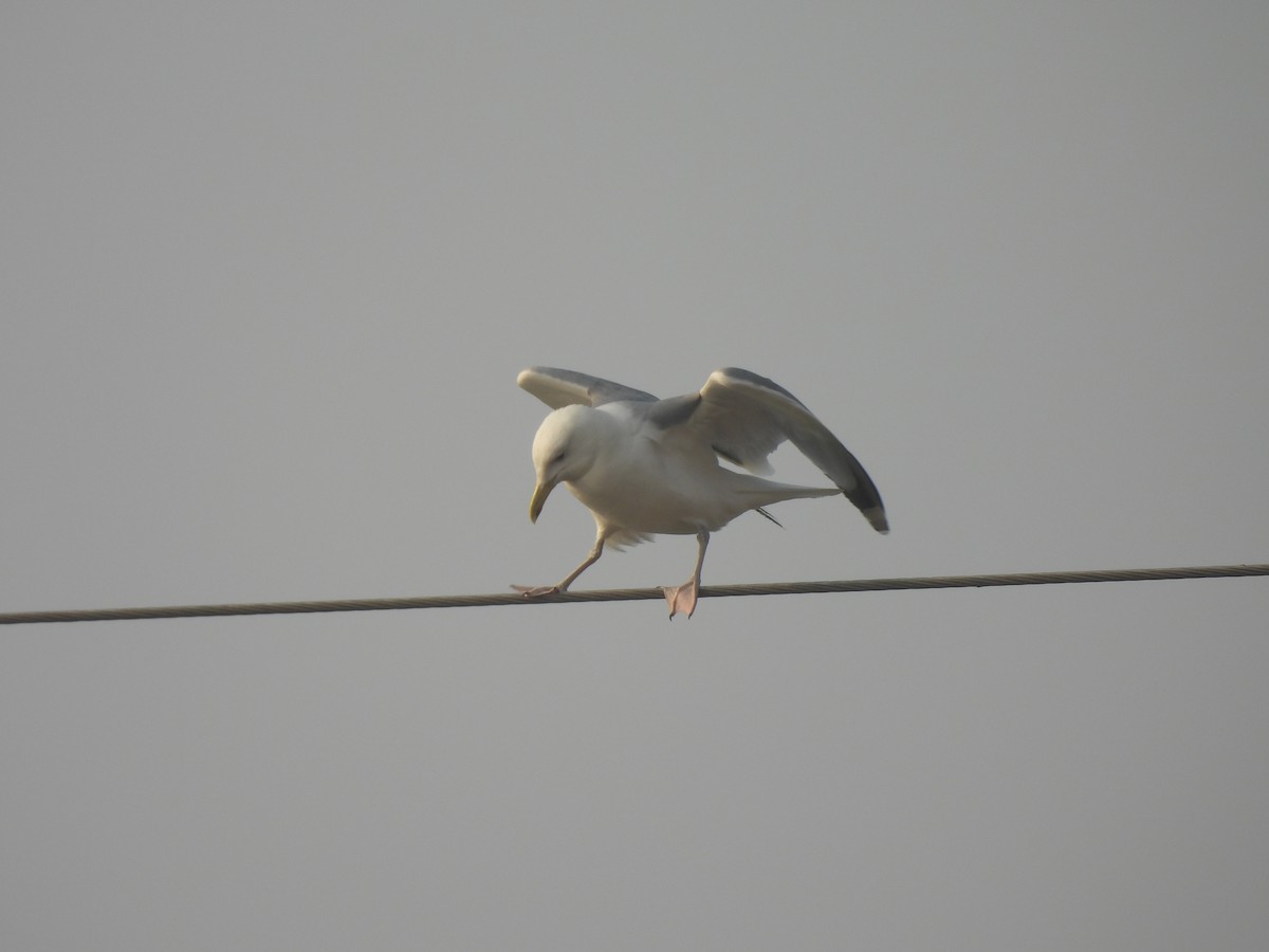 Gaviota del Caspio - ML646032104