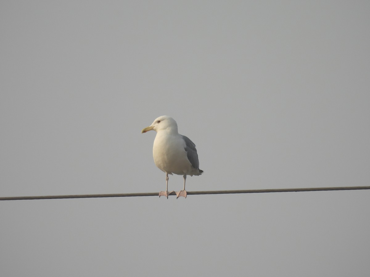 Gaviota del Caspio - ML646032105