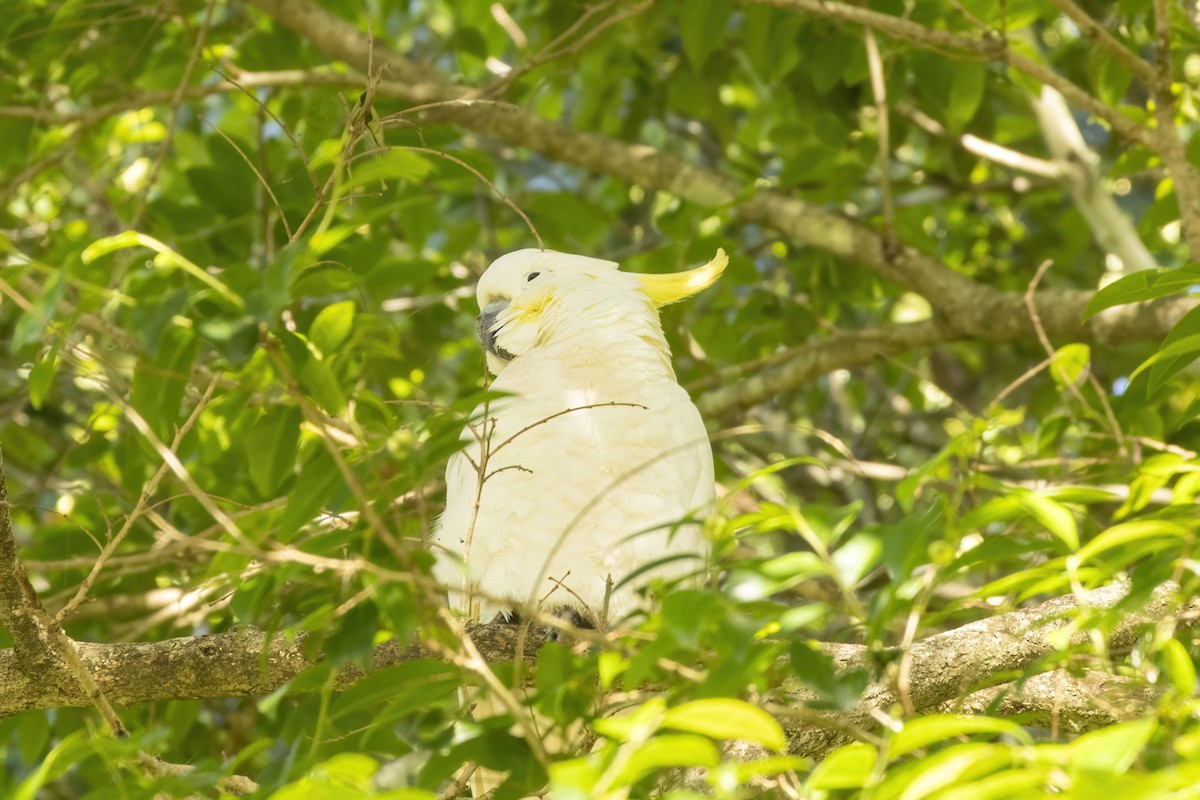 Cacatúa Galerita - ML646032106