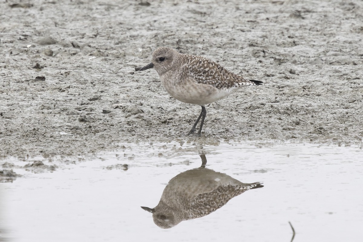 Chorlito Gris - ML646032108
