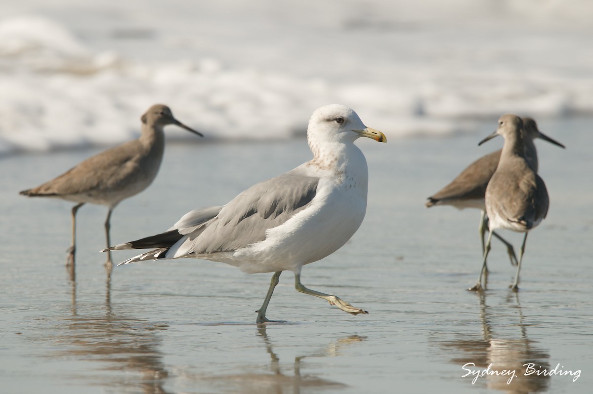 Gaviota Californiana - ML646032109